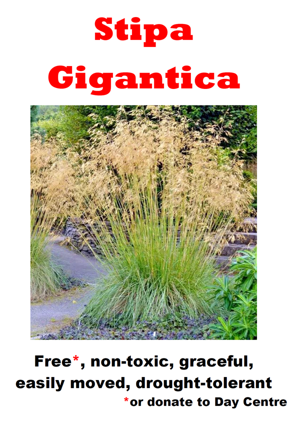 Stipa Gigantica